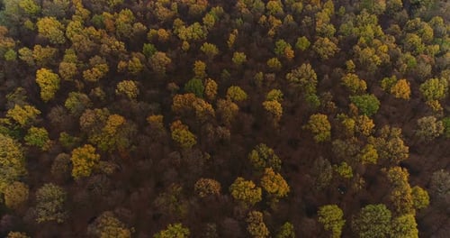 Flying Over Forest. Forest From Above