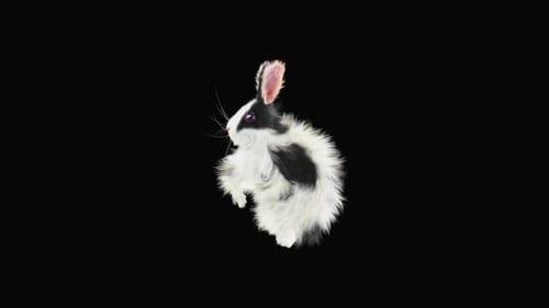 Fluffy Black and White Rabbit Hopping with Alpha Channel