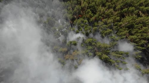 Forest Fire with Thick Black Smoke