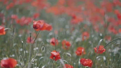 Large field with red poppies and green grass