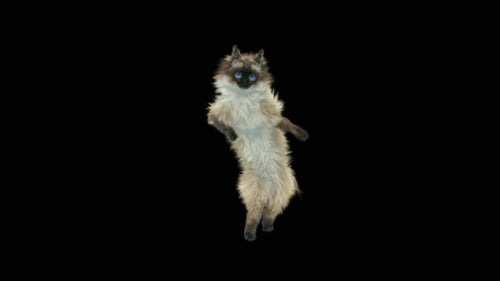 Katze tanzt HD