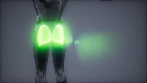 3D Human Gluteal Muscles Anatomy Medical Animation