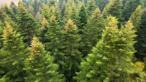 Vue aérienne d'une forêt de pins verts maussades avec des canopées d'épicéas dans les montagnes d'automne.