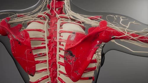 Human Torso Anatomy: Nerves, Ribs, and Shoulder Blades 3D Rotation