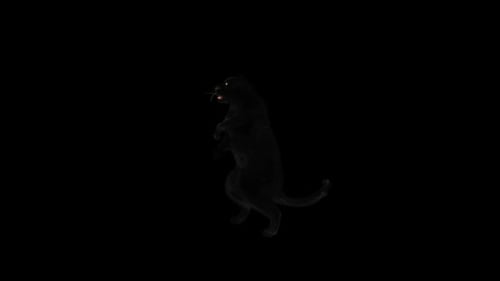 Panther Dancing HD