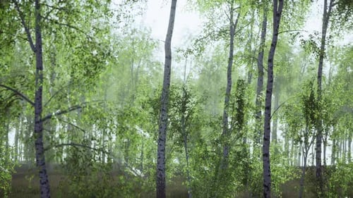 Birch Grove By a Sunny Day