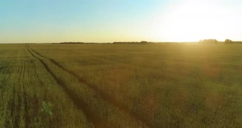 Low Altitude Flight Above Rural Summer Field with Endless Yellow Landscape at Summer Sunny Evening