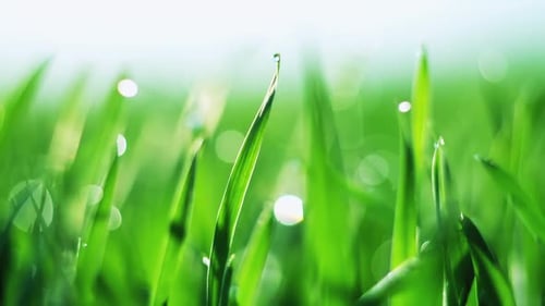 Grünes Gras und Morgentau