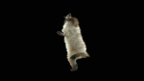 Katze tanzt HD