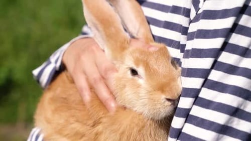 Person Holding and Petting a Light Brown Rabbit