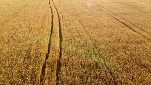 Flying Over Field of Yellow Ripe Wheat Dawn Sunset