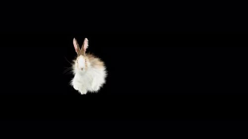 Animated White and Brown Rabbit Hopping