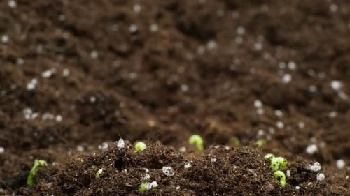 Sprouts Germination