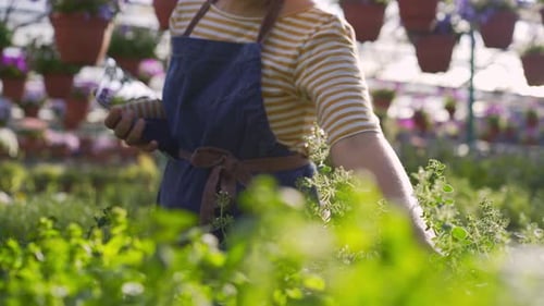 Un jardinier avec tablette prend pour inspecter le buisson de thym frais