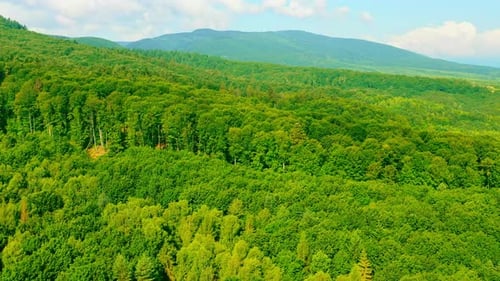 Drone Flies Above Forest in Highland