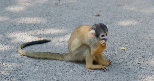 Squirrel Monkey