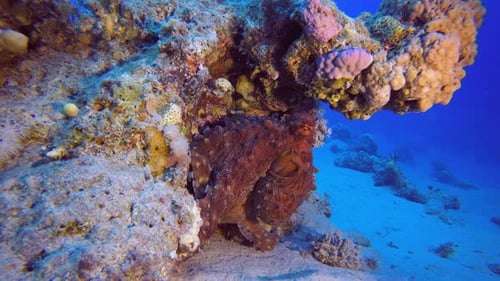 Red Octopus Hide