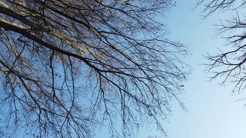 Branches of Trees 5