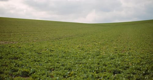 Young Rape Growing in the Field - Agriculture Cultivation