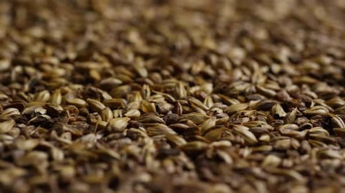 dose rotativa de cevada e outros ingredientes de fabricação de cerveja - BEER BREWING