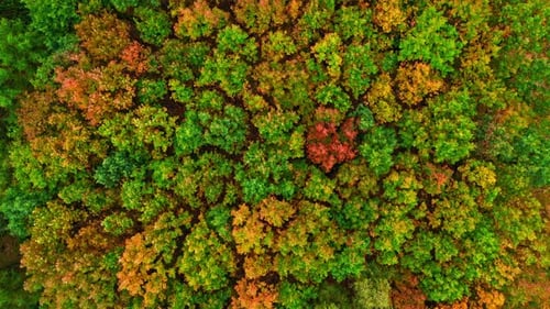 Top down view of autumn forest. Aerial view of wildlife.