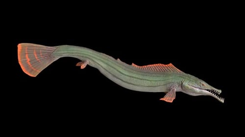 Pike Fish 1