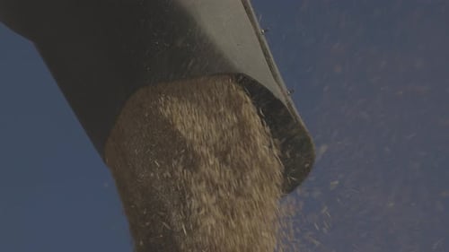 Loading of Grain By a Screw Loader