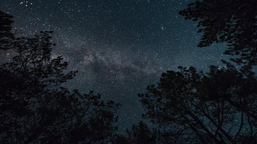 Time-lapse. Milky way in the starry sky in the night forest