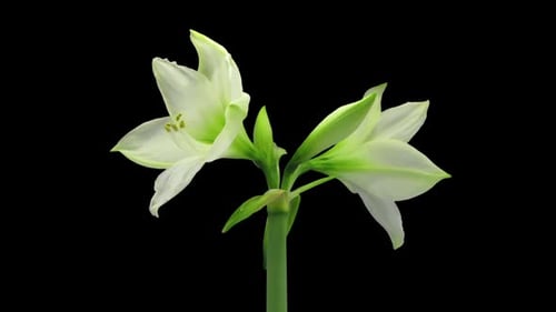 White Amaryllis Flower Blooming on Black Background