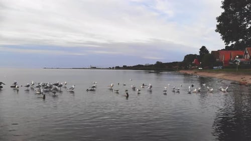 Gulls and Ducks Gather at Water's Edge