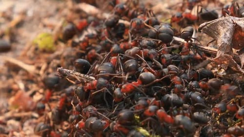 Rote Waldameisen (Formica Rufa) auf einem umgestürzten alten Baumstamm. Ameisen bewegen sich im Ameisenhaufen. Weissrussland.