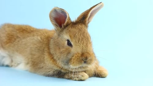 Brown Rabbit Resting Peacefully on Blue Background