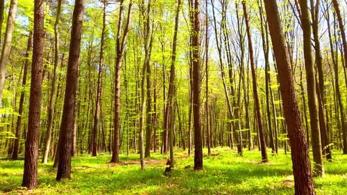 Spring forest
