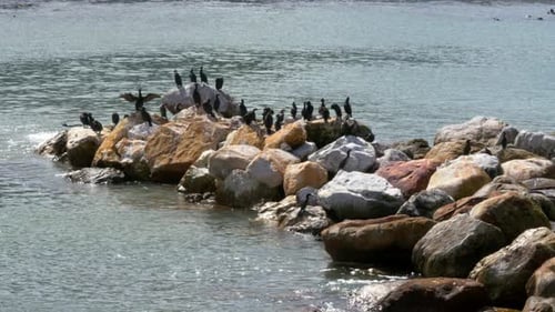 Eine Herde Kapkororane (Phalacrocorax capensis) thront auf einem Felsvorsprung in einem natürlichen Hafen in