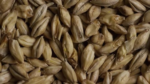 Tiro rotativo de cevada e outros ingredientes de fabricação de cerveja