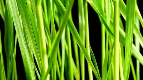 Fresh Green Grass Close Up Against Black Background