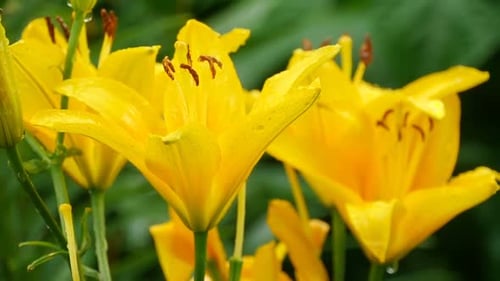Vibrant Yellow Lilies Blooming in a Green Garden