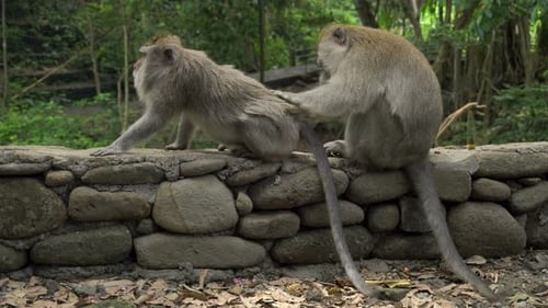 Macaques Resting and Grooming in a Park
