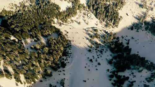 Snowy Forest Aerial View in Winter Sunlight