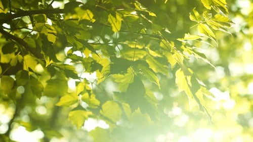 Green Foliage of Trees and Sun Rays Breaking Through on a Sunny Summer Day