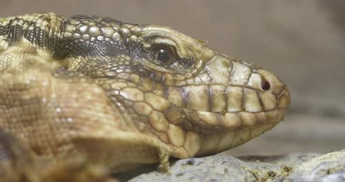 Collared Lizard Close up