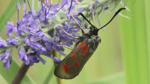 Butterfly Zygaena Viciae