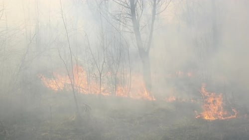 Fire in the Forest Burning Dry Grass Trees Bushes Flame and Smoke Wildfires