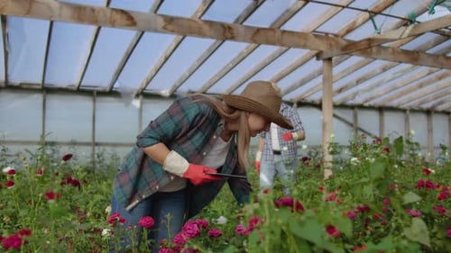 Woman Uses Tablet in Rose Greenhouse