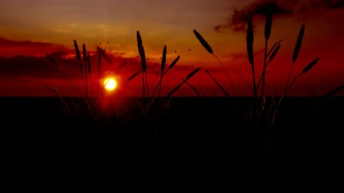 Sonnenuntergang und Weizenkornlandschaft