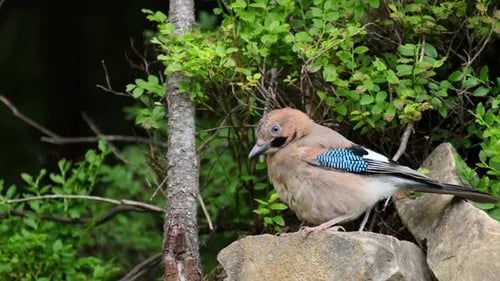 Jay Bird Perched on Rock in Green Nature