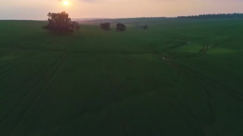 Slow Aerial shot flying over a green wheat field during sunset