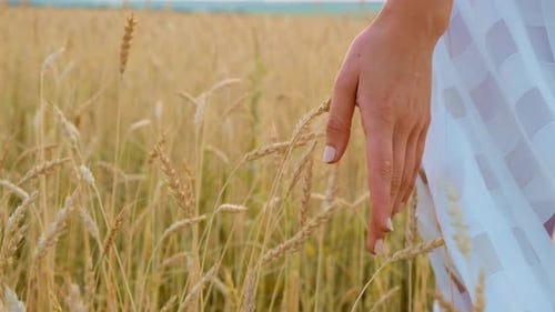 Beautiful Woman in Dress at Sunset in a Wheat Field.