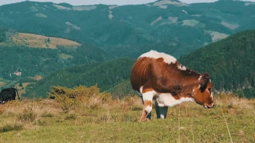 Brown Cow Grazes on a Green Mountain Meadow in the Highlands, Slow Motion