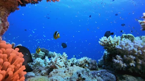 Colorful Clownfish Swimming Among a Vibrant Coral Reef